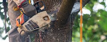Best Arborist Consultation Services  in Stone Ridge, NY