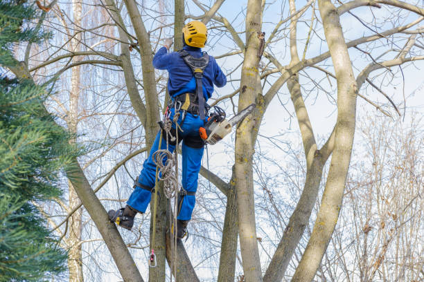 Trusted Stone Ridge, NY Tree Care Experts
