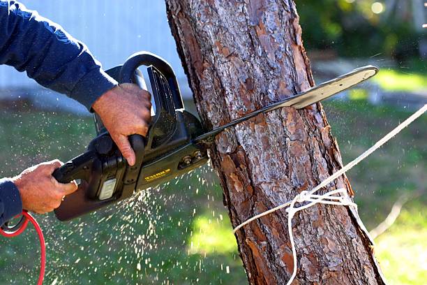 Best Pest Control for Lawns  in Stone Ridge, NY
