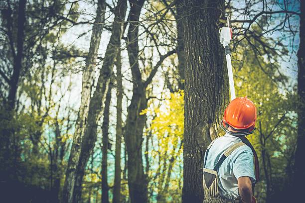 Best Tree Preservation Services  in Stone Ridge, NY