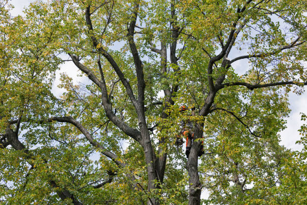 Best Tree and Shrub Care  in Stone Ridge, NY